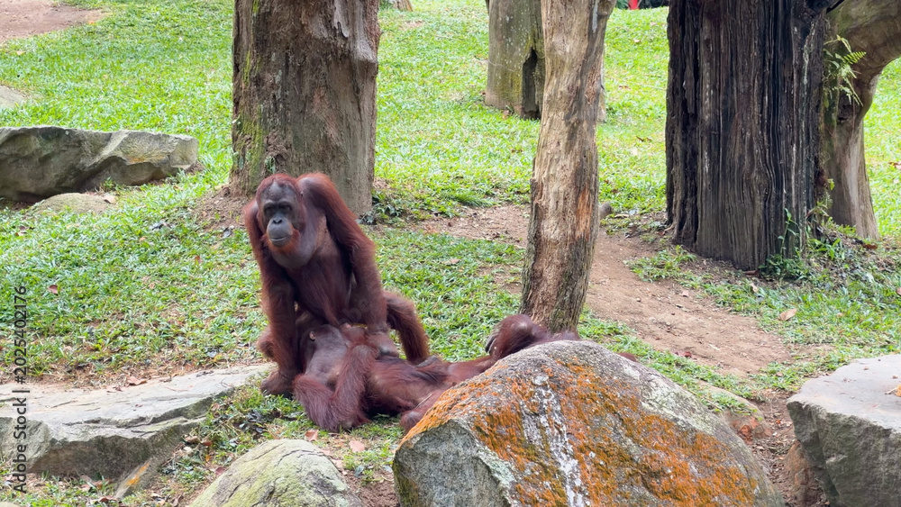 Fototapeta premium Bornean Orangutan Mother Interacting with Her Young Offspring in Zoo Habitat