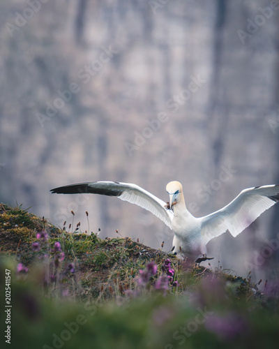 Quadro su tela Gannet Life at Bempton Cliffs, North Yorkshire, May 16th  2026