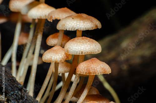 Fotografie Brown mushrooms that grow naturally in the forest.