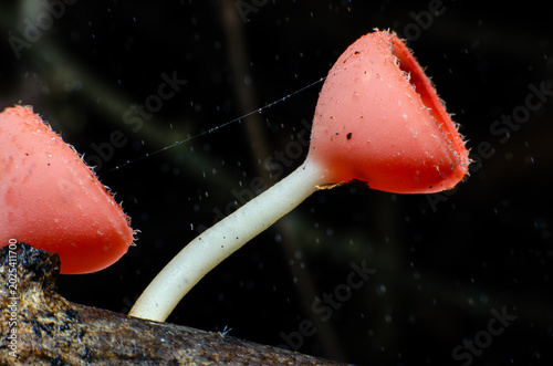 Canvas-taulu Red champagne mushrooms that grow naturally in the forest.