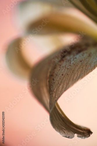 Petal's Gentle Curve: Abstract Floral Beauty.