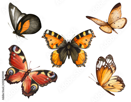 Tableau sur toile Watercolor hand drawn set with illustration of beautiful butterflies isolated on white background