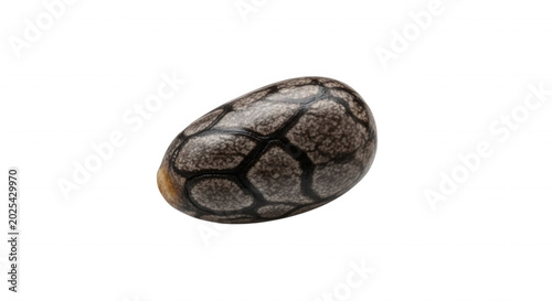 A single, macro close-up of a dry chia seed featuring a speckled grey and black textured surface isolated against a solid black background