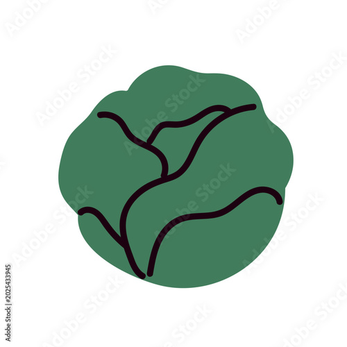 Green lettuce head, leaf vegetable. Round veggie with leaves. Leafy food, sal...