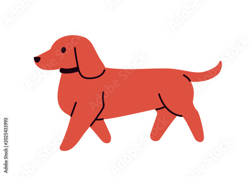 Cute Wiener sausage dog walking. Funny little small puppy, Dutchhund breed. P...