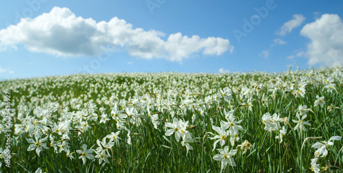 Fotografi CLOSE UP: Picturesque shot of a blooming pasture in the calm Slovene mountains