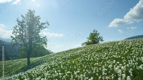 Fotografi Beautiful panorama of untouched green woods and pastures blossoming in spring