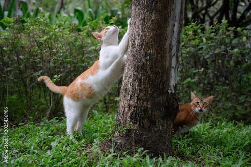 Two cats are playing on the grass