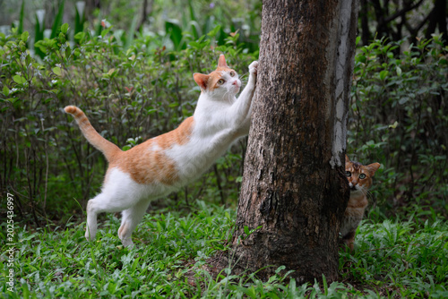 Two cats are playing on the grass