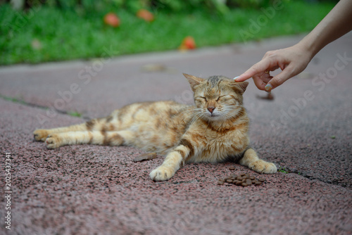 Touch the kitten lying on the floor with your finger
