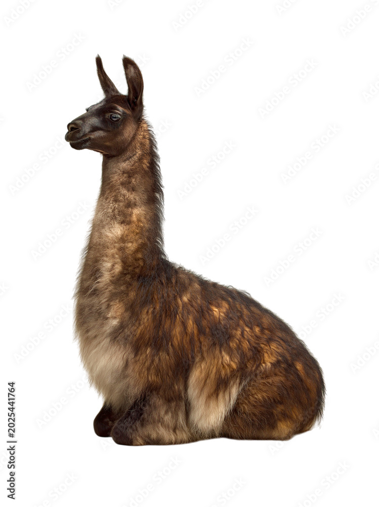 Fototapeta premium Seated brown llama isolated on transparent background PNG element