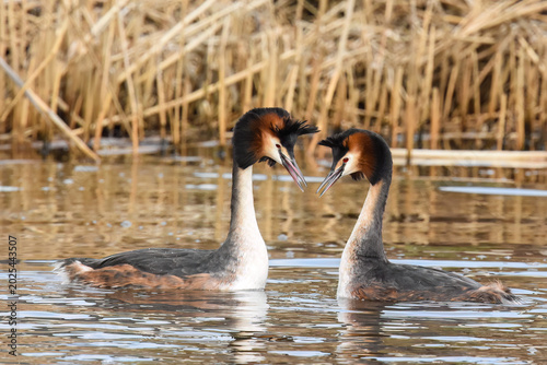 Bild auf Leinwand A close up wildlife photograph captures two Great Crested Grebes in a watery environment