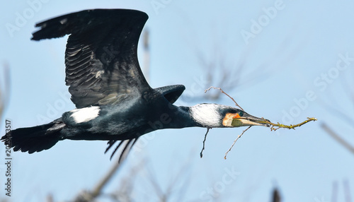 A detailed side profile shot of a dark feathered bird with white markings on its chest and face in mid flight. 