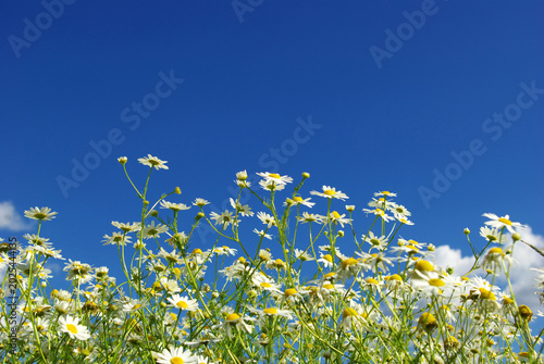 Cuadro en lienzo Close up of beautiful white camomile flower swaying in summer