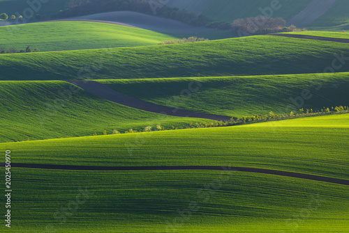 Wavy South Moravia, Czech Republic, fields, landscape, contrast, spring, field, spring, sky, landscape, yellow, tree, nature, agriculture, meadow, flower, flowers, green, blue
