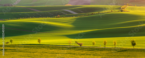 Wavy South Moravia, Czech Republic, fields, landscape, contrast, spring, field, spring, sky, landscape, yellow, tree, nature, agriculture, meadow, flower, flowers, green, blue