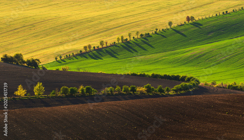Wavy South Moravia, Czech Republic, fields, landscape, contrast, spring, field, spring, sky, landscape, yellow, tree, nature, agriculture, meadow, flower, flowers, green, blue