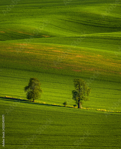Wavy South Moravia, Czech Republic, fields, landscape, contrast, spring, field, spring, sky, landscape, yellow, tree, nature, agriculture, meadow, flower, flowers, green, blue