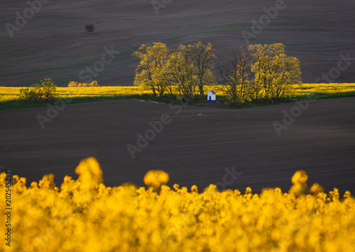 Wavy South Moravia, Czech Republic, fields, landscape, contrast, spring, field, spring, sky, landscape, yellow, tree, nature, agriculture, meadow, flower, flowers, green, blue