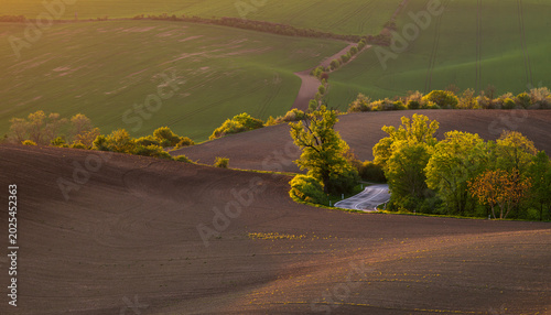 Wavy South Moravia, Czech Republic, fields, landscape, contrast, spring, field, spring, sky, landscape, yellow, tree, nature, agriculture, meadow, flower, flowers, green, blue