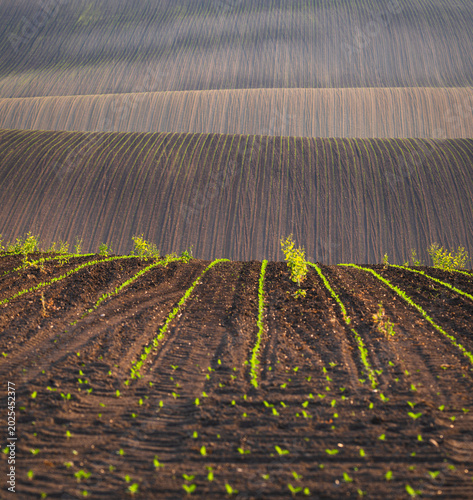 Wavy South Moravia, Czech Republic, fields, landscape, contrast, spring, field, spring, sky, landscape, yellow, tree, nature, agriculture, meadow, flower, flowers, green, blue