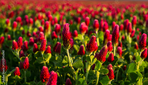 Crimson clover, red, field, landscape, flowers, spring, May, green, sky, nature,