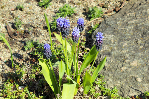 Foto Dark purple flowers of the Muscari latifolium.