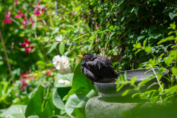 Common blackbird Turdus merula bathing in garden bird bath among flowers, urban wildlife in bird friendly gardens