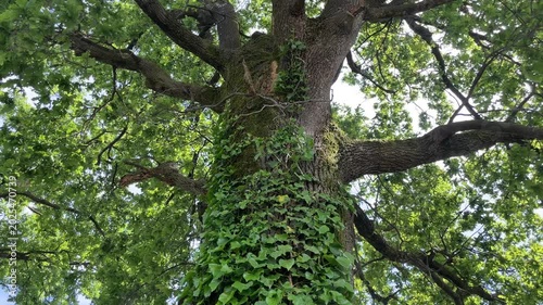 Ancient Oak Tree with Ivy: A majestic, ancient oak tree, its trunk and branches heavily draped in lush green ivy, reaches towards a sun-dappled sky.