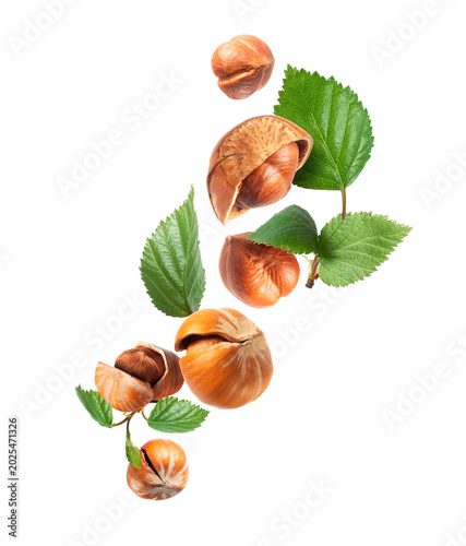 Levitating crushed and whole hazelnuts with fresh green leaves in the air close-up isolated on a transparent background