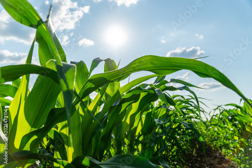 Tall corn plants stand strong in a field, soaking up sunlight during the summer day with blue sky and some clouds above