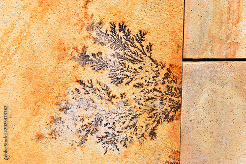 Foto Various forms of dendrites in sandstone
