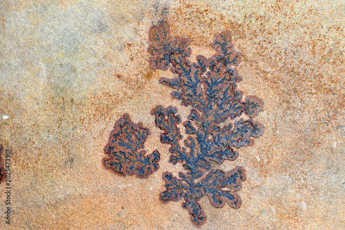 Foto Various forms of dendrites in sandstone