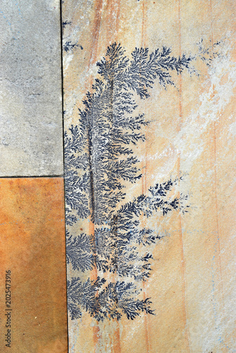 Foto Various forms of dendrites in sandstone