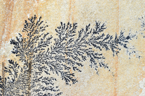 Various forms of dendrites in sandstone