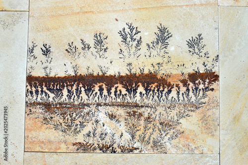 Photos Various forms of dendrites in sandstone