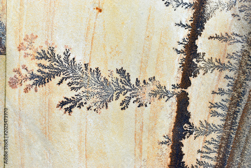 Various forms of dendrites in sandstone