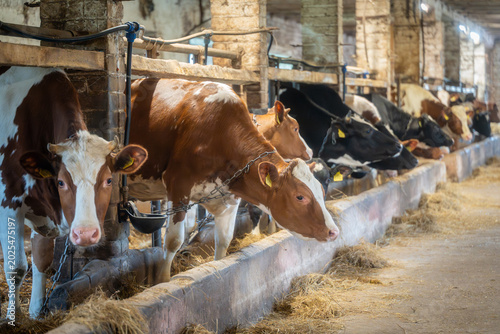 Dairy cows feeding in long traditional cattle barn on rural livestock farm