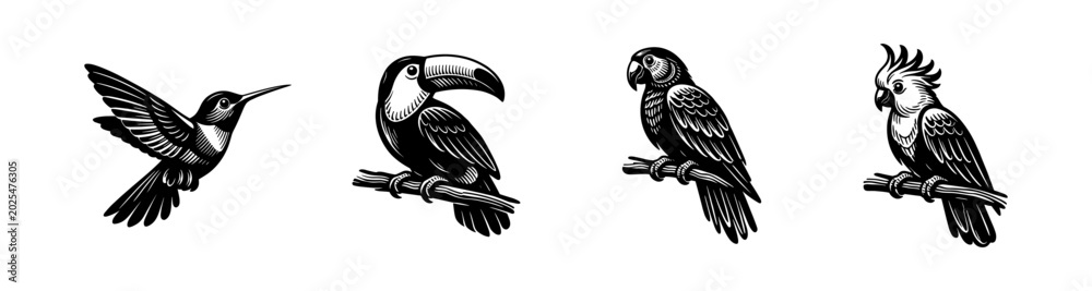 Fototapeta premium Collection of four distinct tropical birds in a woodcut illustration style