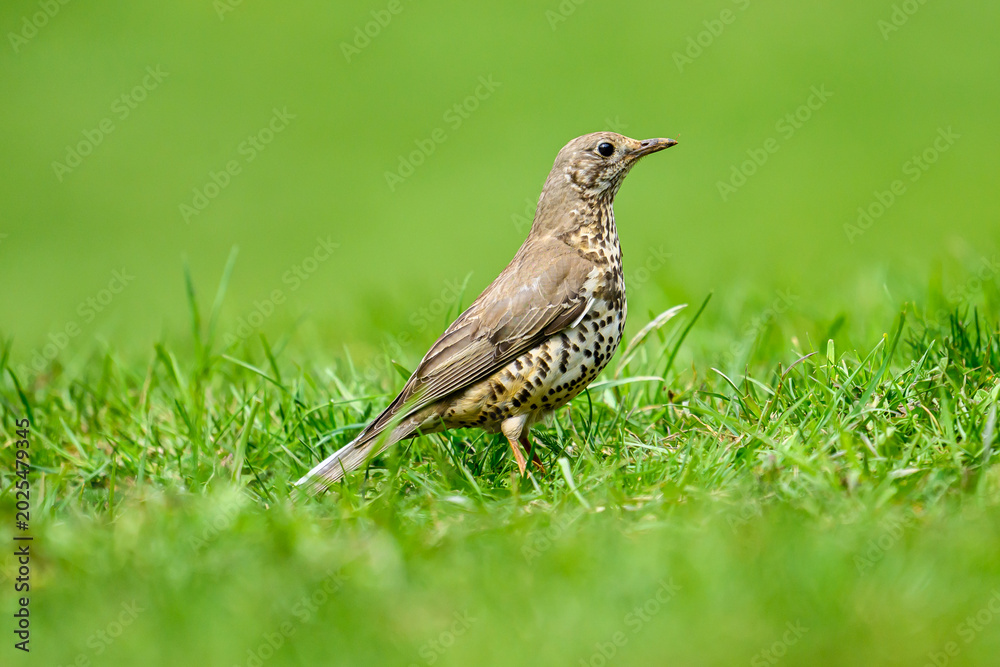 Fototapeta premium Mistle thrush bird standing on green grass
