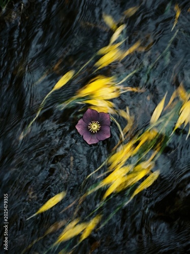 A single purple flower floats on dark water, surrounded by yellow leaves. The scene captures the tranquility of nature and the beauty of seasonal change.