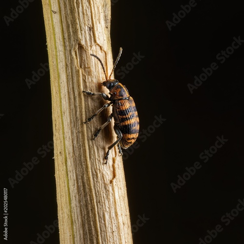A tiny brown stem beetle bores into the woody surface of a dried plant stalk, causing visible damage to the agricultural crop ,stem beetle ,environment ,hole