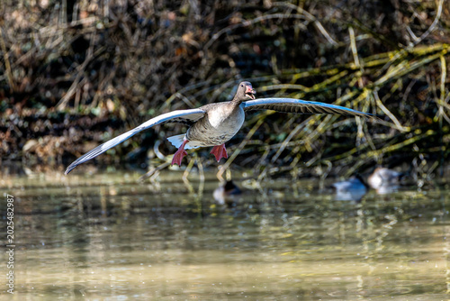 Foto The flying greylag goose, Anser anser is a species of large goose