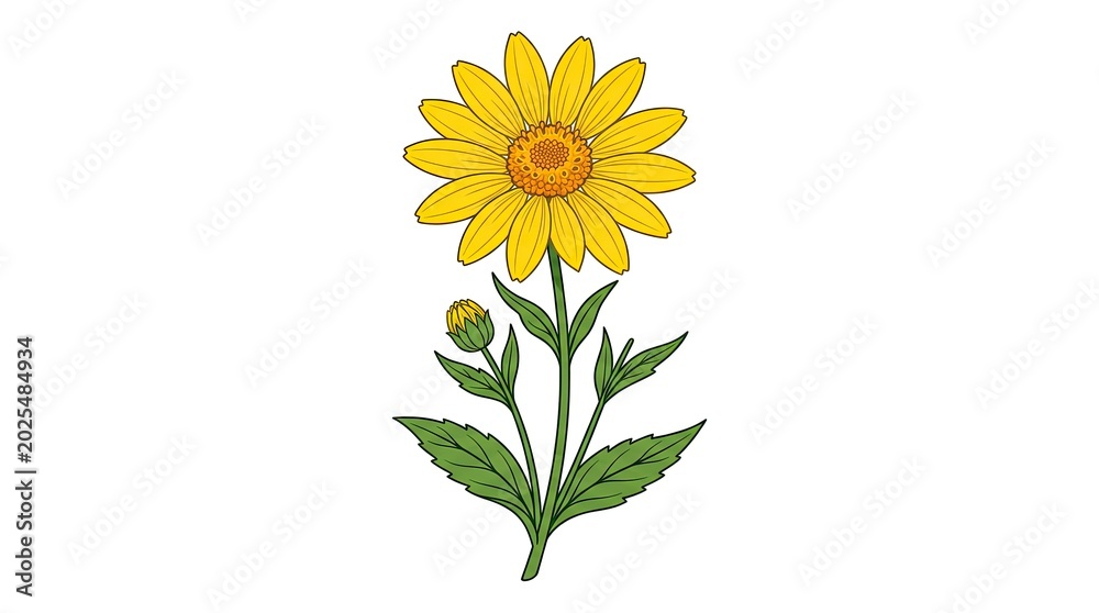Fototapeta premium sunflower isolated on white background
