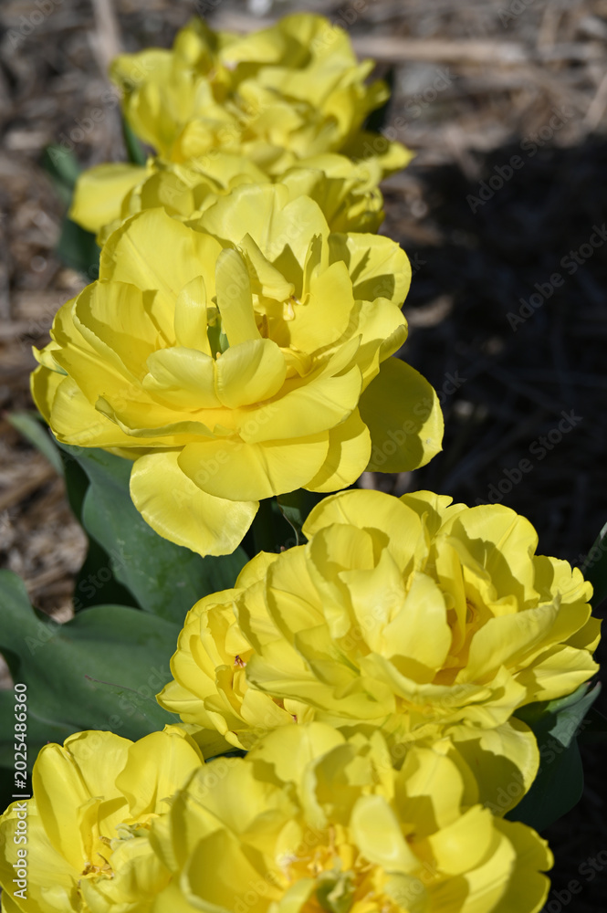 Obraz premium Tulpen, Tulipa spp., Tulpensorte, Yellow Pomponette (Forte)