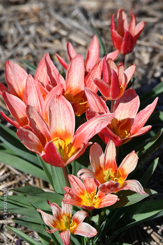 Obraz premium Tulpen, Tulipa spp., Tulpensorte, Shakespeare