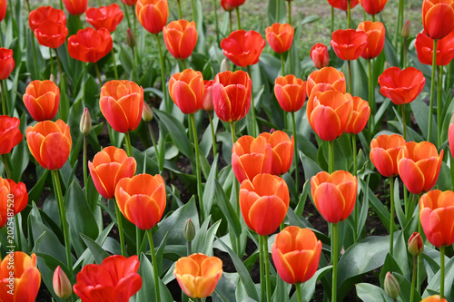 Tulpen, Tulipa spp., Tulpensorte,  Ad Rem