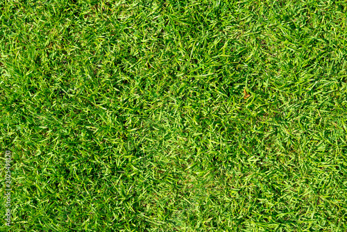 Canvas-taulu Vibrant green grass texture background