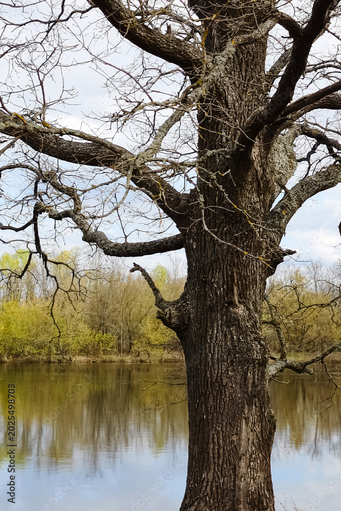 Obraz premium A large tree stands beside a river with calm water. The branches are bare, while new leaves are starting to grow in the background. The sky is cloudy