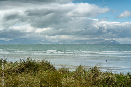 Scenic view of Ballyheigue Strand through sand dunes with Dingle Mountains and Atlantic Ocean Ireland.